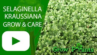 Selaginella kraussiana – grow & care (Beautiful leaves)