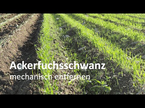 Ackerfuchsschwanz mechanisch im Wintergetreide entfernen (mit Ergebnis nach einem Monat)