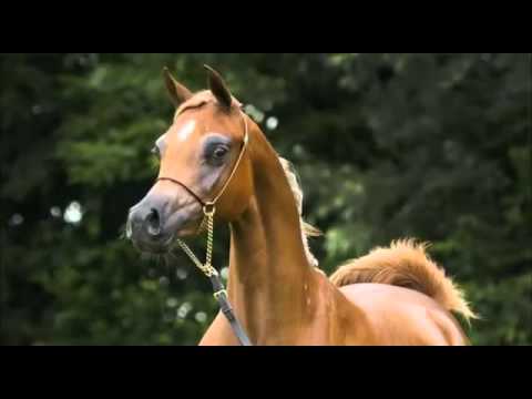 Makisa adagio feelly