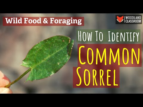 How To Identify Common Sorrel (Wild Food & Foraging)