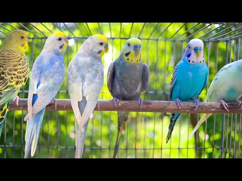 8 Hour of Happiest Sounds of Budgies living in the Garden