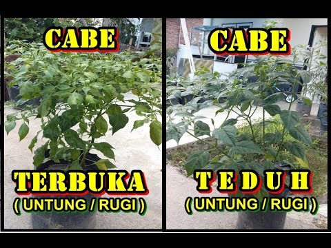 , title : 'Perbandingan Tanaman Cabe tempat Terbuka Dan Teduh'