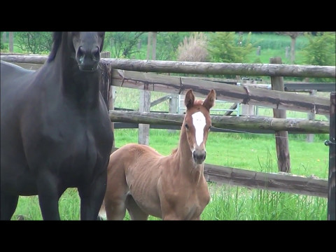 *2017 Stutfohlen von Bernay - Londonderry  SOLD!!!