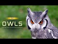 Owls The Nature S Nighttime Guardians Hindi Infinity Stream