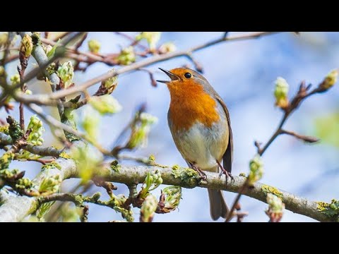 HC - 299 - Orquestra Hymns of Praise