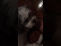 IMG 1071