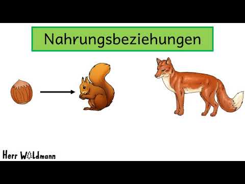 Nahrungsbeziehungen - Nahrungsnetze: Erklärvideo für Kinder