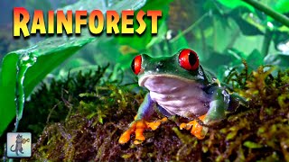 Amazon Rainforest! Rain & Thunder Sounds 🌧️ Amazon Jungle Rain Forest Sound for Sleeping & Studying