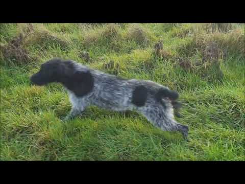 Gracie the GWP training with Hextor Gundogs.