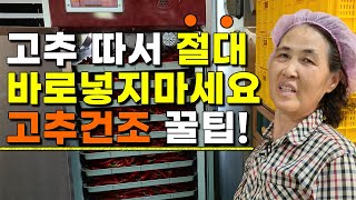 고추색 이렇게 말렸더니 예쁘고 맛도 좋아집니다. 고추건조온도 시간 꿀팁 - 고추재배 고추농사