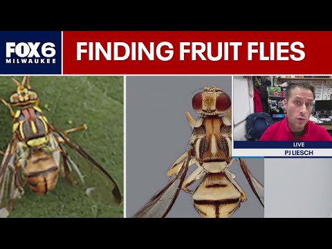 Buggin' out: Fruit flies, are you seeing more or is it just your imagination? | FOX6 News Milwaukee