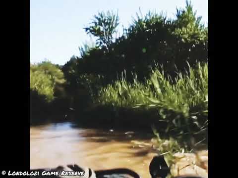 Othawa Male Lion and Mhangeni Pride at Londolozi Game Reserve