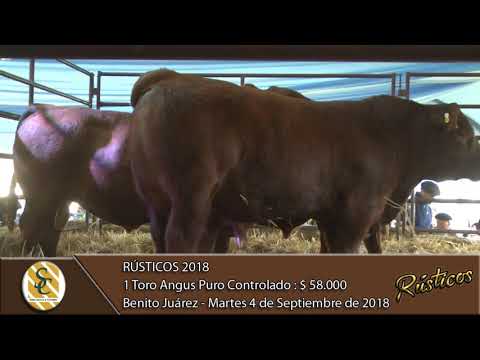 04-09-18 Venta de Toros Angus P.C. - Rústicos 2018 - Benito Juárez