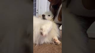 Samoyed Puppies Videos