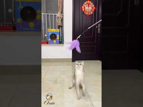 Cat Wand Feather Toy , Cat Teaser Toy