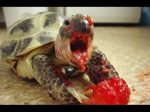 Tortoise/Turtles - A Funny And Cute Turtle Videos Compilation [ BEST OF]