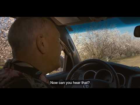 Bees and Trees...Nice