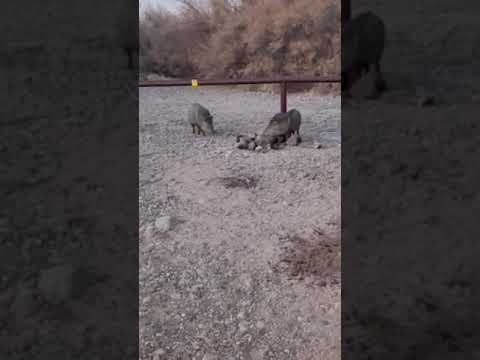 javelinas around just hours after we arrived