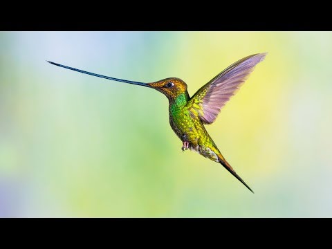 Le colibri, incroyable acrobate des airs !