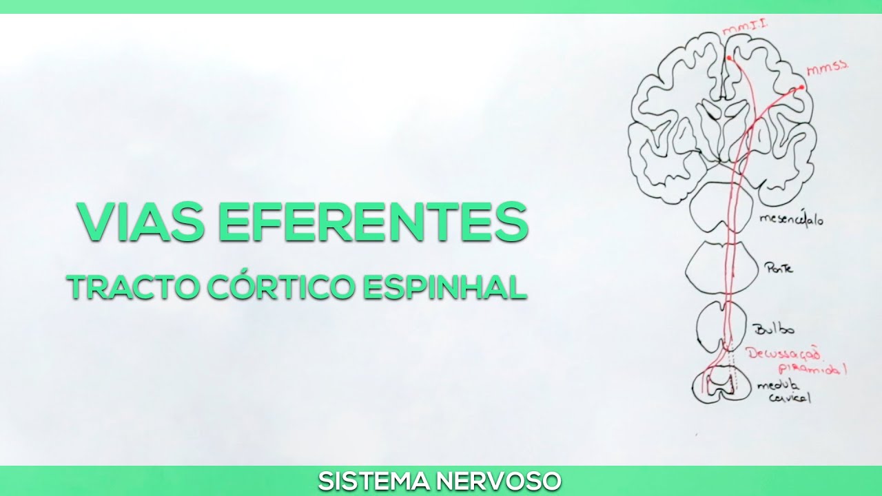Vias eferentes: Tracto córtico espinhal