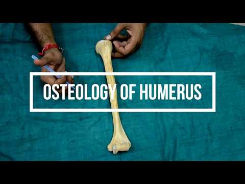 Osteology of Humerus
