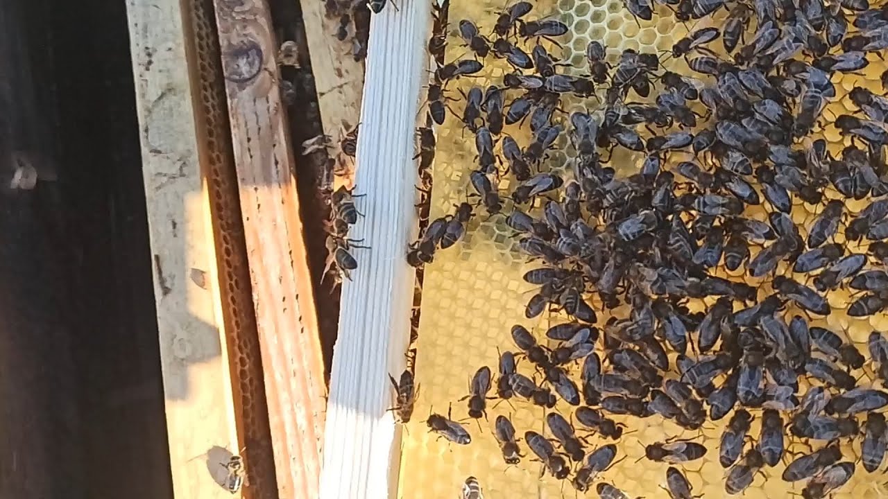 فحص خلية نحل جربت عليها اضافة اطارين شمع الاساس قبل يومين فقط و النتيجة في هذ?