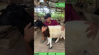 Download lagu What do you guys think about Dorper sheep? Is it true? #sheepbreeding mp3