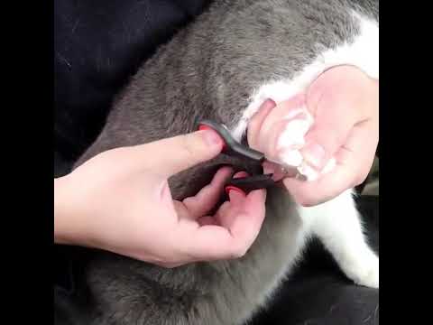 รีวิว​ การตัดเล็บน้องหมาง่ายขึ้น ด้วยกรรไกรตัดเล็บสุนัข ที่ตัดเล็บน้องหมา Dog nail clipper