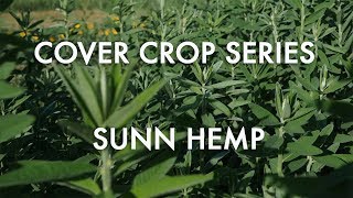 Sunn Hemp: Noble Cover Crop Series