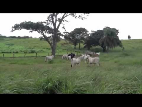 Toretes Potrero Ecos del Porvenir