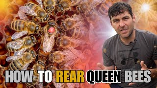 How to Rear Queen Bees - Queen Rearing - Rearing My Own Queens