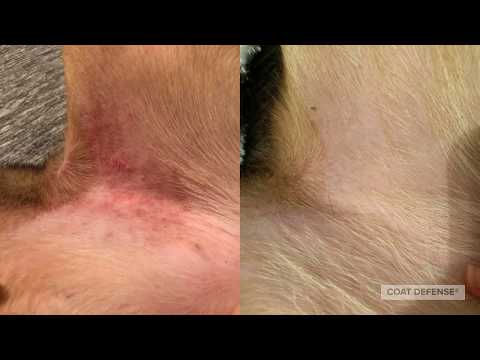YouTube video about: How to treat heat rash on dogs?