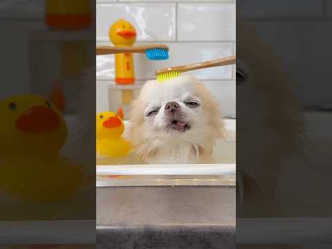 A moment of bath time zen for tiny Cedric #dogbath