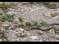 Chased by an Eastern Brown Snake...The Real Truth