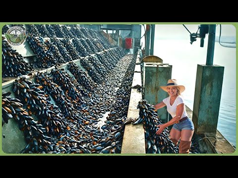 How Billions of Mussels Are Harvested & Processed – Incredible Mussel Farming Process