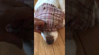 HAL basset hound --- soooo lazy boy