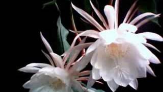 Night blooming cereus, two is better than one