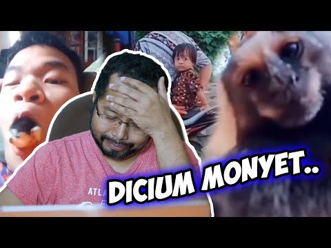 dicium-monyet-reaction-video-kocak