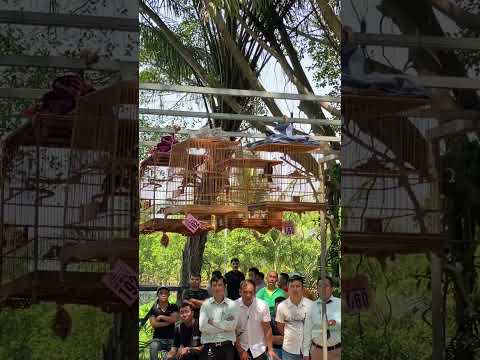 Trận tranh chung kết giải mở rộng kỷ niệm 12 năm thành lập clb chào mào Bình Dương ngày 05/03/23