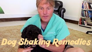How To Treat Dog Shaking Naturally