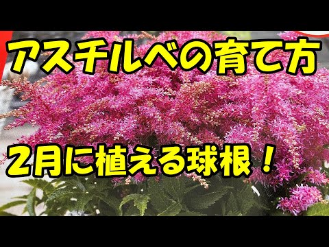 アスチルベについて詳しく解説