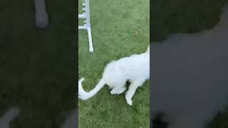 Video preview image #1 Mutt Puppy For Sale in Arlington, VA, USA