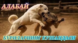 Алабай Буриларнинг Кушандаси / итлар хакида #алабай #бурибосар #итлар_хакида