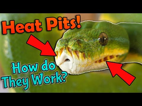 image-What is a pit viper?