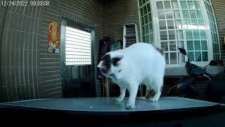 [心得/分享]貓咪跳上我的車～ 