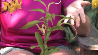 Flower & Plant Garden Care : Taking Care of Potted Lily Flowers