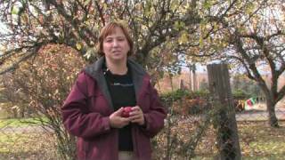 Gardening for Trees &amp; Plants : About Plum Tree Fungus