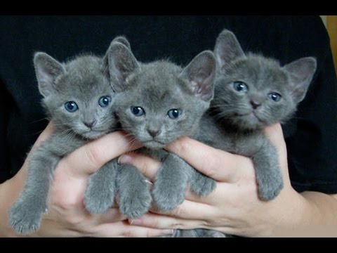 Korat Cat and Kittens | History of the Thai Historical Breed