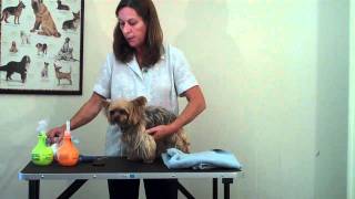 Grooming a Long-Haired Dog