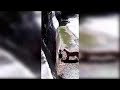 White Tiger ATTACK In Delhi Zoo Full Video Without Blur